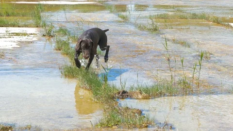Brown dog running around trying to eat grass sprouts Stock-Footage 123583002