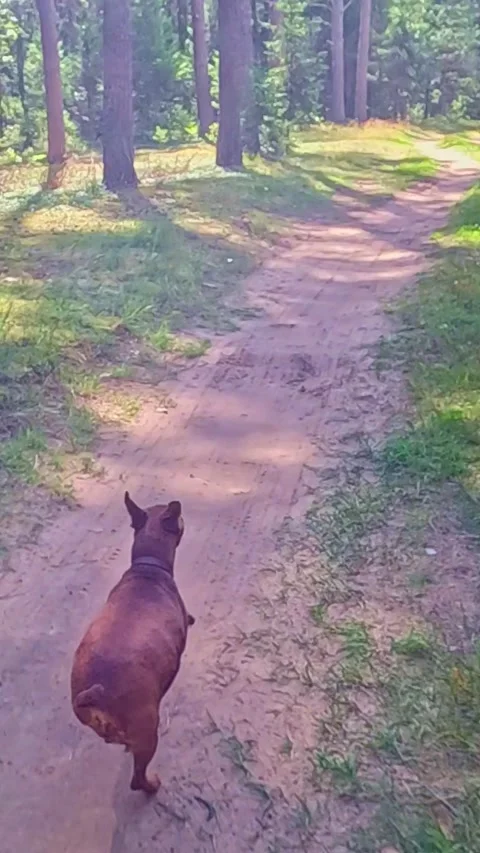 Brown dog running fast along sunny pine forest trail path Stock Footage 324057219