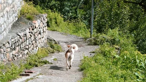 Brown Dog Running on Mountain Path Outdoors Stock Footage 316892257