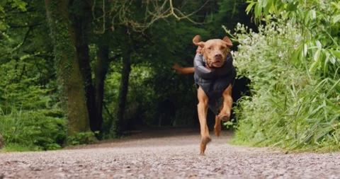 Brown Dog Running Past 動画素材 284745822
