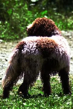 Brown dog running. Stock Photos