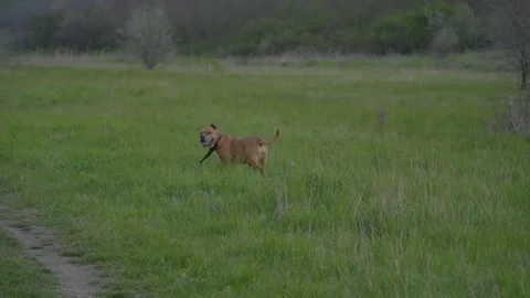 Brown Dog Running Through Green Meadow in Countryside Landscape Stock Footage 341762940