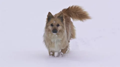 Brown Dog Running Toward Camera in Deep Fresh Snow in Winter Nature Stock Footage 309459270