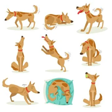 Brown Dog Set Of Normal Activities Stock Illustration