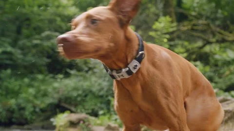 Brown Dog Shaking Stock Footage 284745453