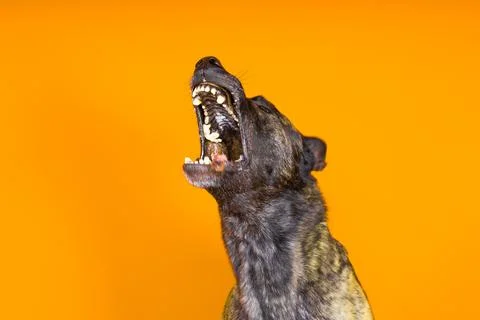 Brown dog shepherd executes a command on a dark red yellow background Foto stock