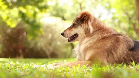 Brown dog sitting in the grass Stock Footage 164670448