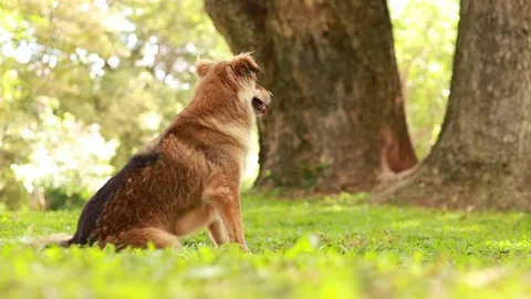 Brown dog sitting in the grass Stock Footage 164670464
