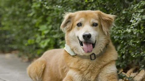 Brown dog sitting out on his tongue with a happy face. Have beautiful fur Stock Footage 145655045