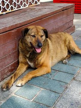 Brown Dog Sitting While Opening Its Mouth in Istanbul, Turkey 库存照片