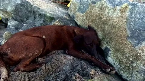 Brown dog sleeping between the rocks on a beach Stockbeeldmateriaal 336934878