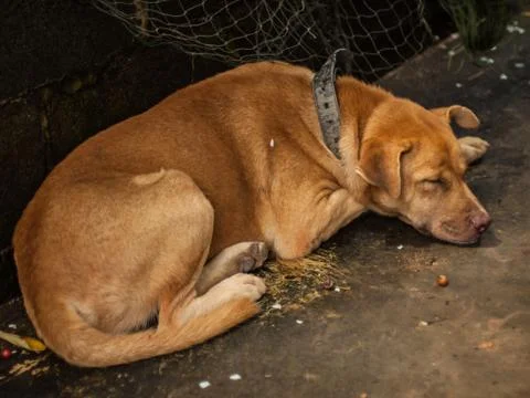 The Brown Dog sleeping. Stock Photos
