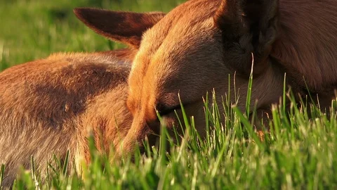Brown dog sleeps, closeup Stock-Footage 88195547
