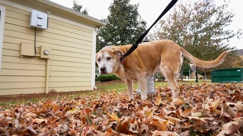 A brown dog sniffing through fall leaves. Video stock 119334013