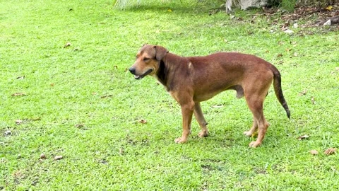 Brown dog standing on grass field looking around then walking away, domesti.. Stock-Footage 333351438