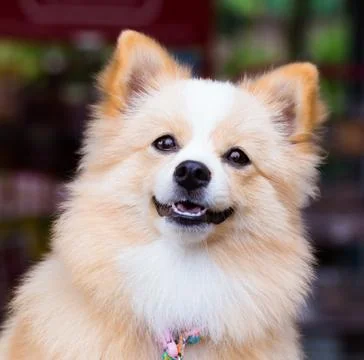 Brown dog standing looking forward. Foto stock