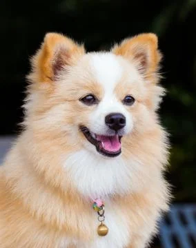 Brown dog standing looking forward. Foto stock