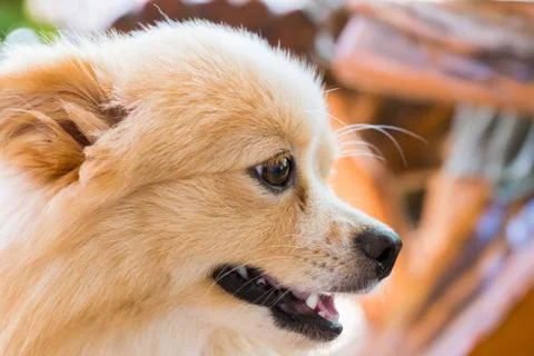Brown dog standing looking forward. Stock Photos