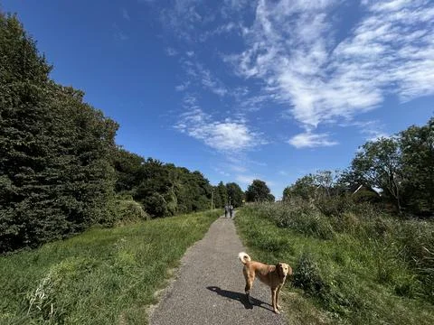 Brown dog standing on narrow path beside tall grass and trees under bright blue Stock Photos