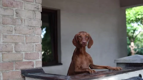 Brown dog stands with front paws on the ledge looking attentively ahead its calm Stock Footage 314979125