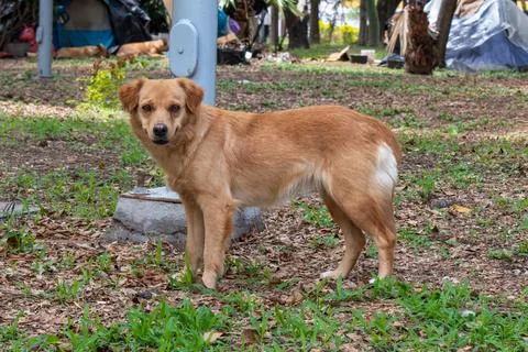 Brown dog staring alertly in Parque Morelos Guadalajara surrounded by trees Stock Photos