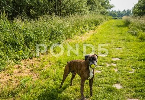 Brown dog with a tennis ball in its mouth Stock Photos