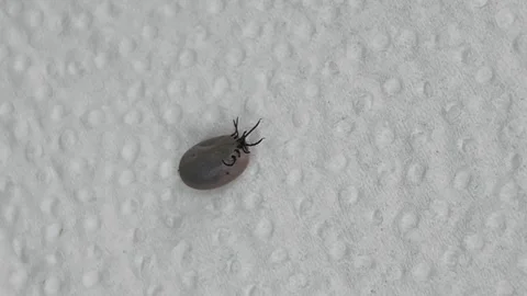 Brown dog tick removed from the side lies upside down on a white napkin Stock Footage 308969135