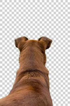 Brown Dog Viewed From Behind Looking Out Over Green Farmland Stock Photos