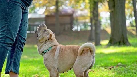 Brown dog walking on the grass with their owner Stock Footage 278655659