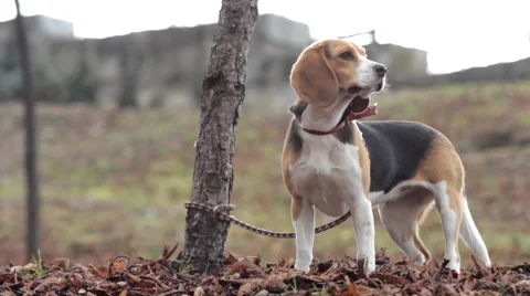Brown dog was tied to a tree in the park by his master. Now the dog sit quiet Stock Footage 59709888