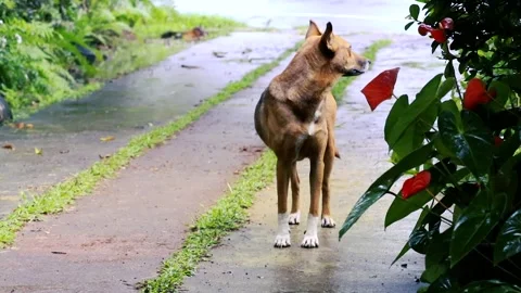 Brown dog with white paws standing on a wet path by red anthurium flowers Stock Footage 335503772