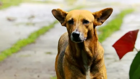 Brown dog with white paws standing on a wet path by flowers in a tropical garden Stock Footage 335623430