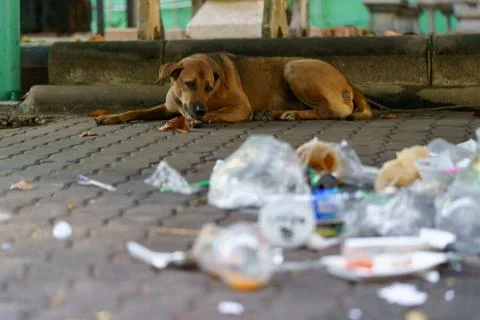 Brown dogs forage in the trash Causing garbage to fill the pavement Stock Photos