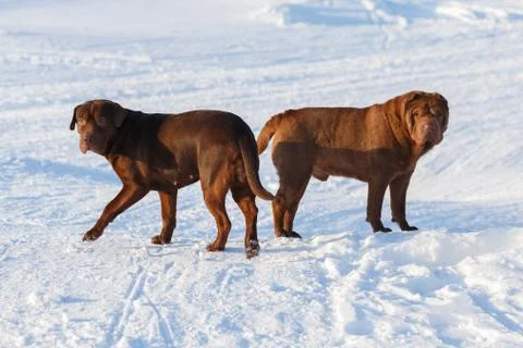 Brown dogs Stock Photos