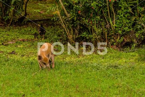 Brown domestic pig eating grass Stock Photos