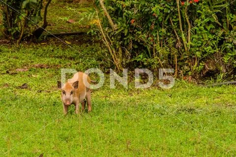 Brown domestic pig eating grass Stock Photos