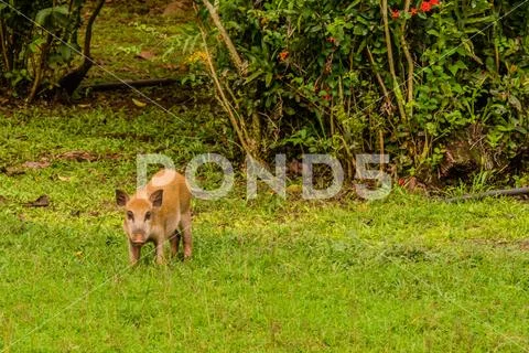 Brown domestic pig eating grass Stock Photos