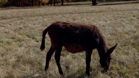 Brown donkey eats grass in a clearing. Herding donkey. Stock Footage 235359741
