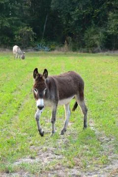 Brown donkey in field Stock Photos