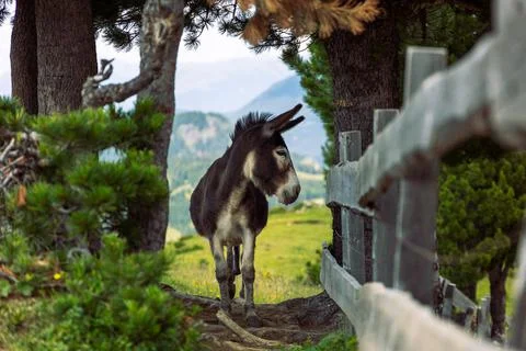 Brown donkey finding the shadows of the tree on a warm day in the dolomites Stock Photos