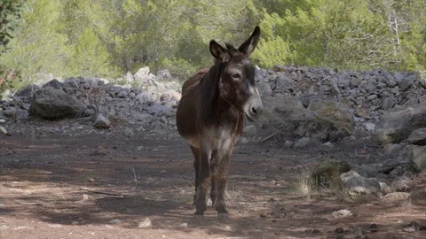 Brown donkey in the Forest Stock Footage 98382198