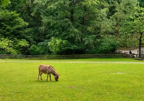 Brown donkey on the grass Stock Photos