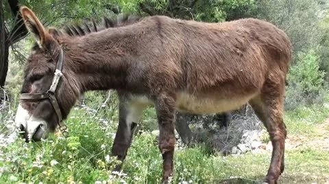 Brown donkey grazing Stock Footage 12312614