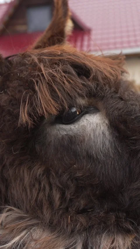 Brown donkey head and fluffy fur vertical video, farm animal reel Video stock 345202899