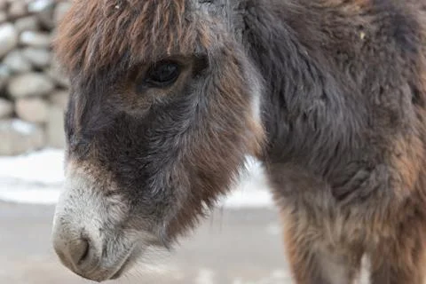 Brown donkey head close up Stock Photos