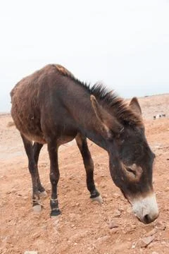 Brown donkey Stock Photos