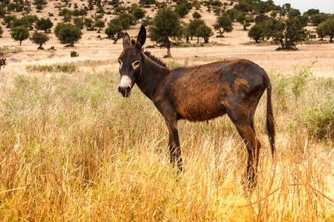 Brown donkey Stock Photos