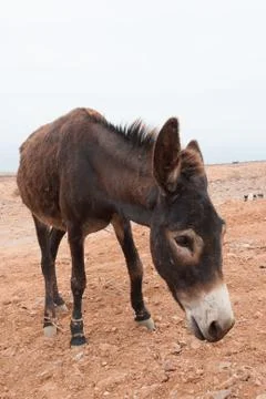 Brown donkey Stock Photos