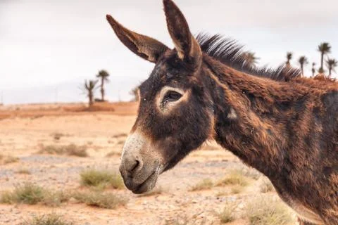 Brown donkey Stock Photos