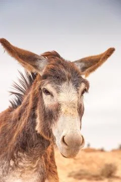 Brown donkey Stock Photos